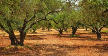 Olive trees Olea europaea in Crete, Greece for olive oil production