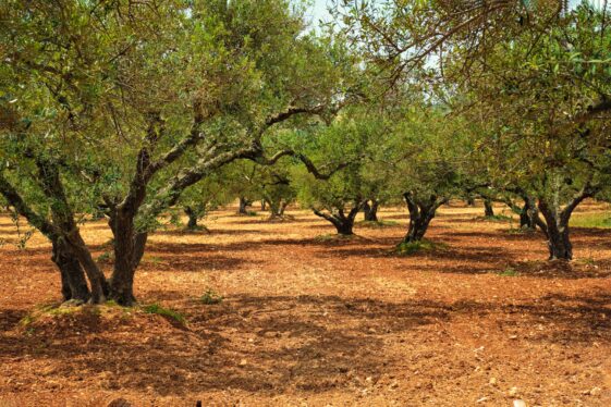 Olive trees Olea europaea in Crete, Greece for olive oil production